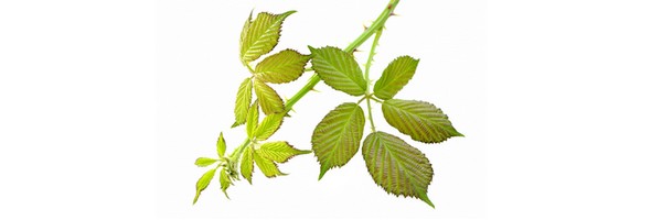 Le macérat de bourgeons de Ronce